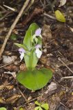 Showy Orchid, Galearis spectabilis