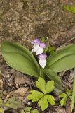 Showy Orchid, Galearis spectabilis