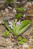 Showy Orchid, Galearis spectabilis