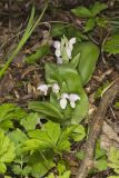 Showy Orchid, Galearis spectabilis