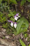 Showy Orchid, Galearis spectabilis