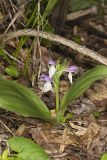 Showy Orchid, Galearis spectabilis