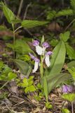 Showy Orchid, Galearis spectabilis