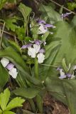 Showy Orchid, Galearis spectabilis