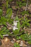 Showy Orchid, Galearis spectabilis