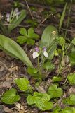 Showy Orchid, Galearis spectabilis