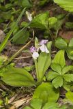 Showy Orchid, Galearis spectabilis