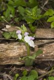 Showy Orchid, Galearis spectabilis
