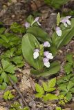 Showy Orchid, Galearis spectabilis