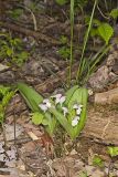 Showy Orchid, Galearis spectabilis