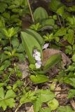 Showy Orchid, Galearis spectabilis