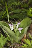 Showy Orchid, Galearis spectabilis