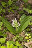 Showy Orchid, Galearis spectabilis