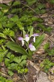 Showy Orchid, Galearis spectabilis