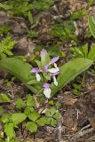 Showy Orchid, Galearis spectabilis