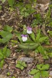 Showy Orchid, Galearis spectabilis