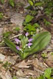 Showy Orchid, Galearis spectabilis