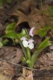 Showy Orchid, Galearis spectabilis