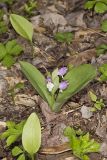 Showy Orchid, Galearis spectabilis