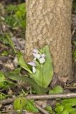 Showy Orchid, Galearis spectabilis