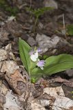 Showy Orchid, Galearis spectabilis