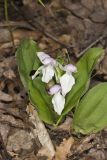 Showy Orchid, Galearis spectabilis