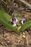 Showy Orchid, Galearis spectabilis