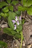 Showy Orchid, Galearis spectabilis