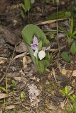 Showy Orchid, Galearis spectabilis