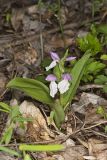 Showy Orchid, Galearis spectabilis