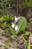 Showy Orchid, Galearis spectabilis