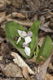 Showy Orchid, Galearis spectabilis