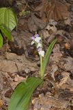 Showy Orchid, Galearis spectabilis