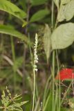 Northern Slender Ladies' Tresses, Spiranthes lacera
