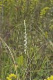 Northern Slender Ladies' Tresses, Spiranthes lacera