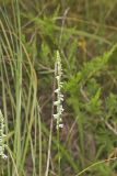 Northern Slender Ladies' Tresses, Spiranthes lacera