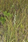 Northern Slender Ladies' Tresses, Spiranthes lacera
