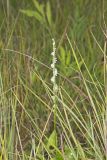 Northern Slender Ladies' Tresses, Spiranthes lacera