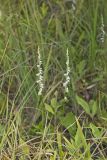 Northern Slender Ladies' Tresses, Spiranthes lacera