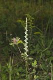 Northern Slender Ladies' Tresses, Spiranthes lacera