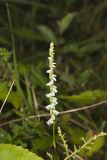 Northern Slender Ladies' Tresses, Spiranthes lacera