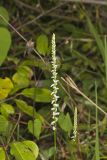 Northern Slender Ladies' Tresses, Spiranthes lacera