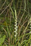 Northern Slender Ladies' Tresses, Spiranthes lacera