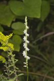 Northern Slender Ladies' Tresses, Spiranthes lacera