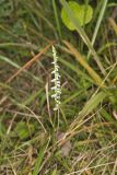 Northern Slender Ladies' Tresses, Spiranthes lacera