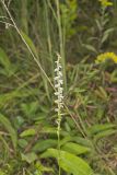 Northern Slender Ladies' Tresses, Spiranthes lacera