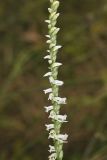Northern Slender Ladies' Tresses, Spiranthes lacera