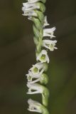 Northern Slender Ladies' Tresses, Spiranthes lacera