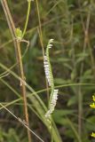 Northern Slender Ladies' Tresses, Spiranthes lacera