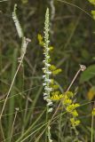 Northern Slender Ladies' Tresses, Spiranthes lacera